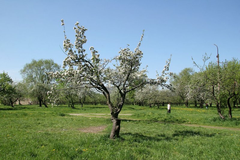 Яблоневый сад Зябликово
