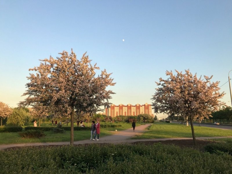 Яблоневый сад на Белградской