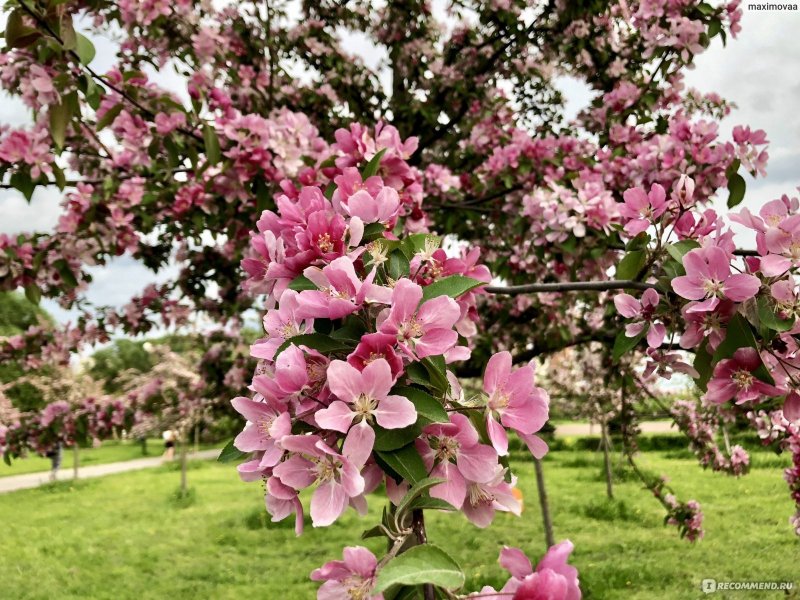 Яблоневые сады в Мичуринске