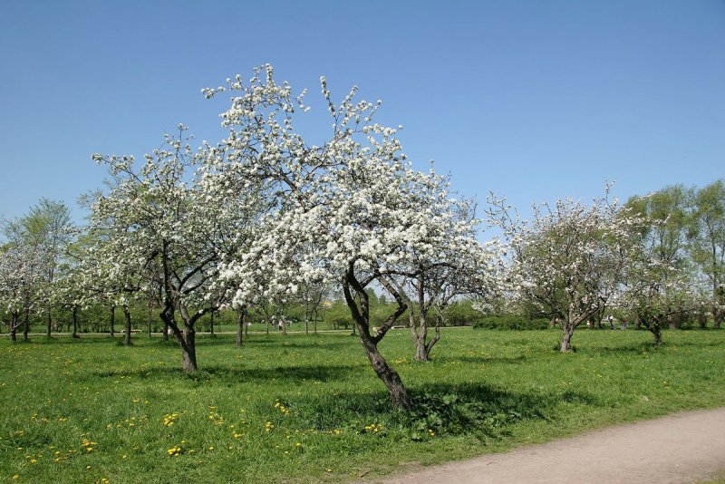 Яблоневый сад в Купчино на Белградской