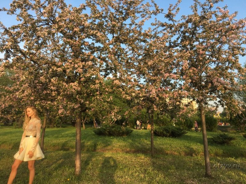 Яблоневый сад Александра Довженко Вики