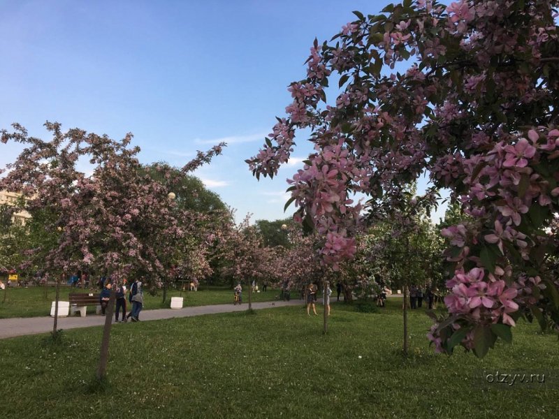 Яблоневый сад Санкт-Петербург Фрунзенский район