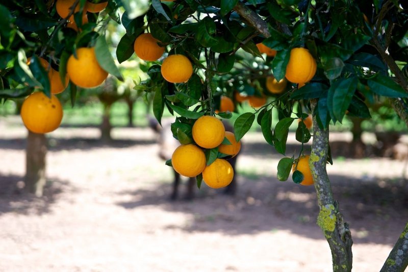 Бразилия апельсины плантация