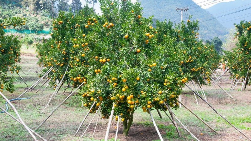 Абхазия апельсины на дереве