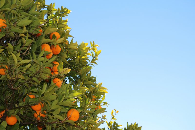 Апельсиновая плантация Сицилия