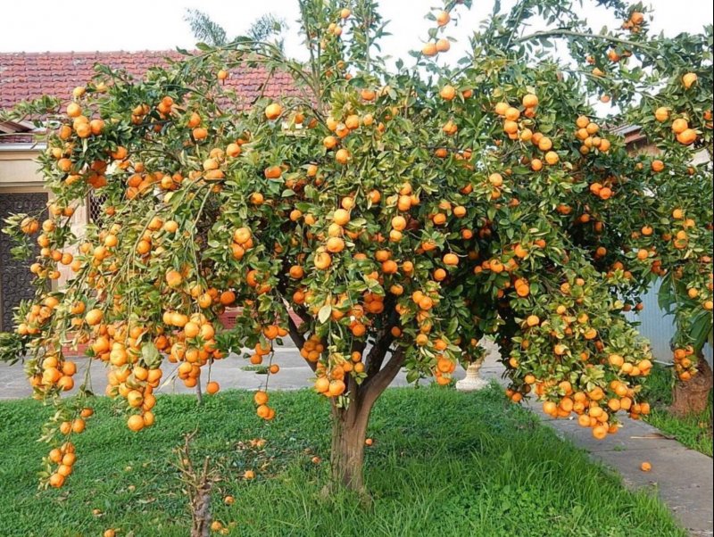 Палермо сады апельсинов