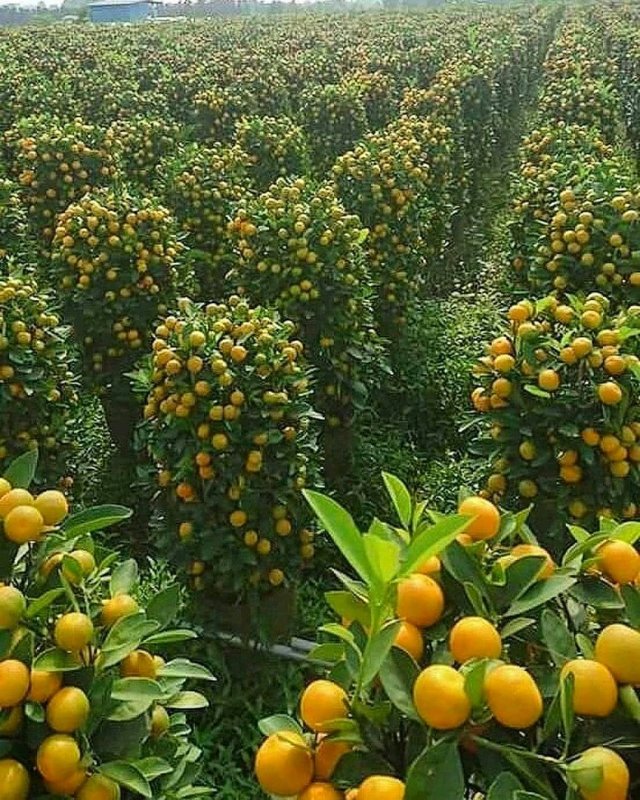Сорренто Неаполь апельсиновые сады