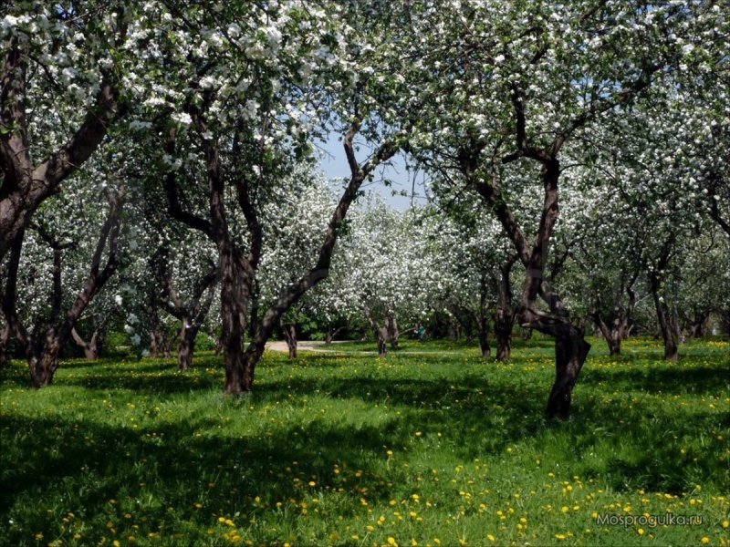 Яблоневый сад Тимирязевская