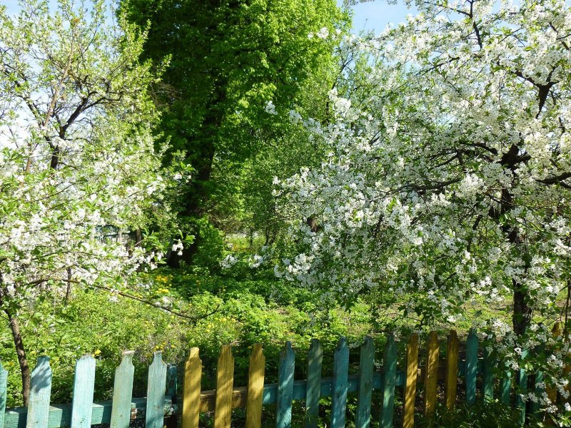 Забор яблоневого сада