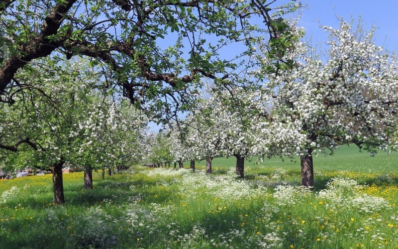 Яблоневый сад Довженко