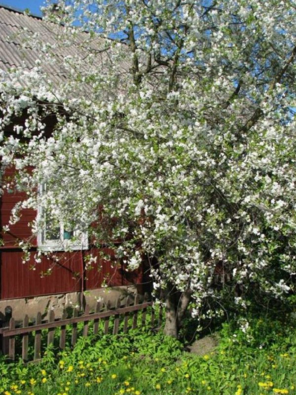 Сад Яблоневый вишня