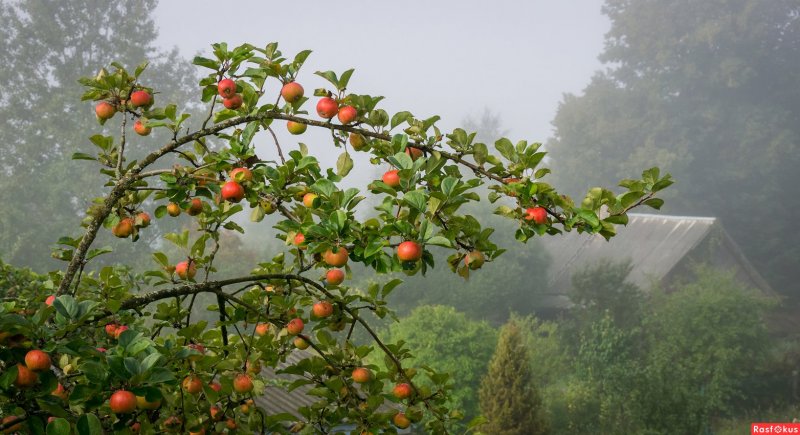 Яблоневый сад в тумане