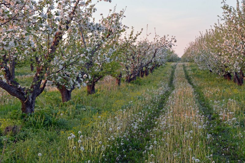 Яблоневый сад в Сковороднево Курская область