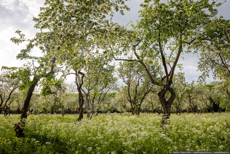 Яблоневый сад в Крылатском