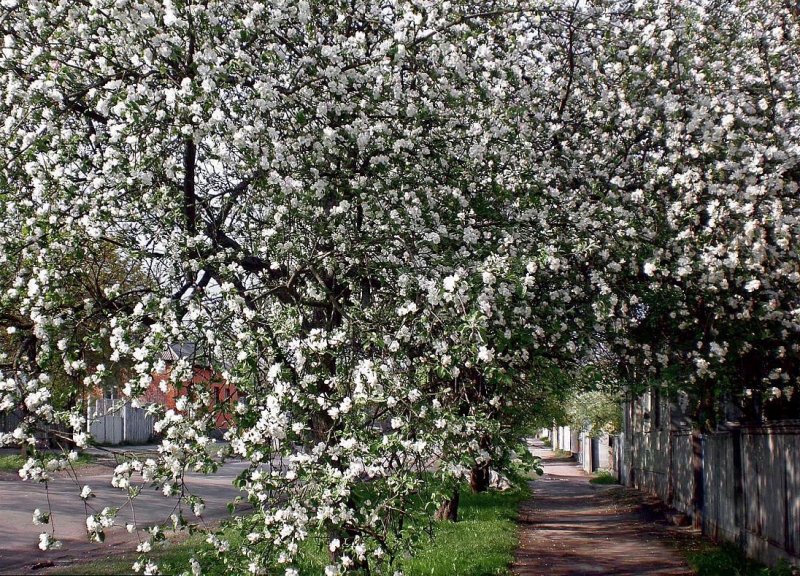 Яблоня Цветущая в саду