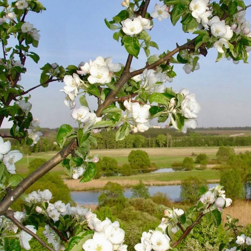 Цветущая яблоня в деревн