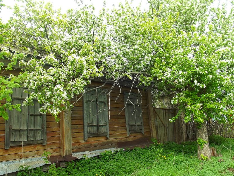 Деревенский дом в цветущей черемухе