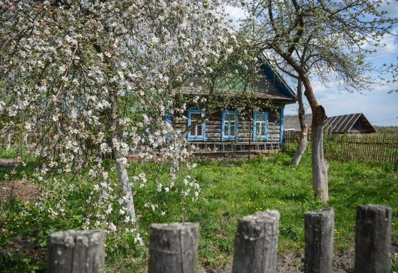 Цветущий Яблоневый сад в деревне