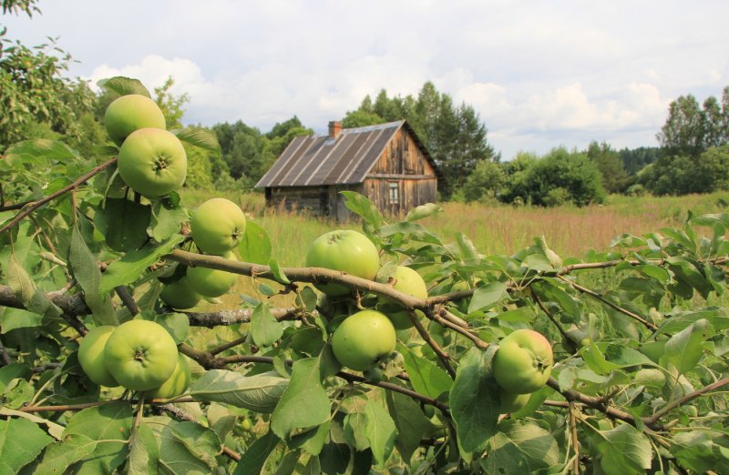 Яблони в саду в деревне