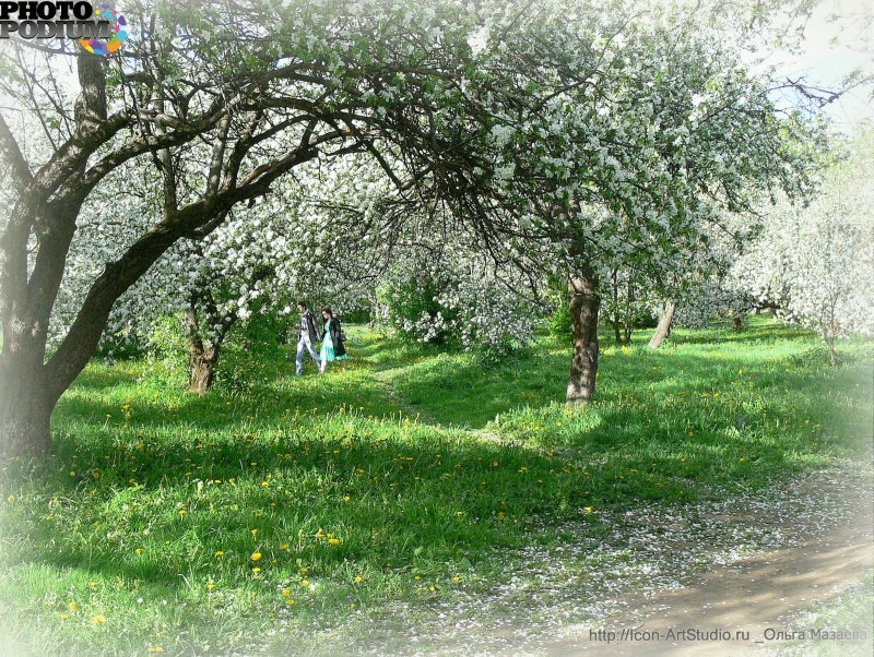 Яблоневый сад Наро-Фоминск
