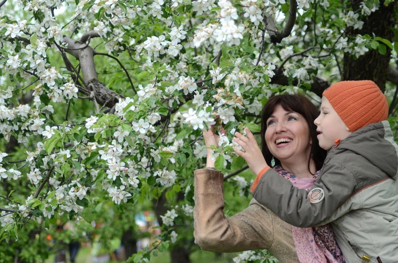 Яблони в цвету деревня Панкратовка