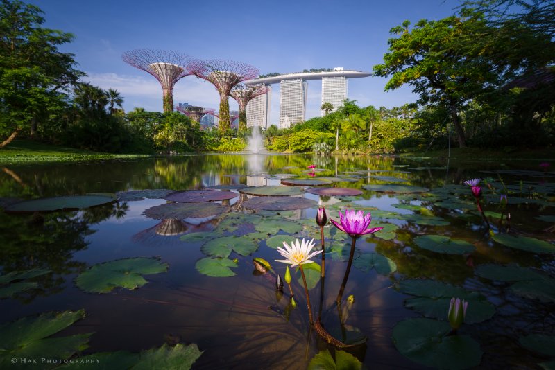Сингапур парк деревьев