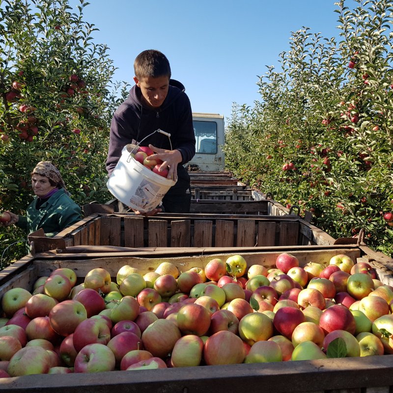 Яблочные сады в Молдавии
