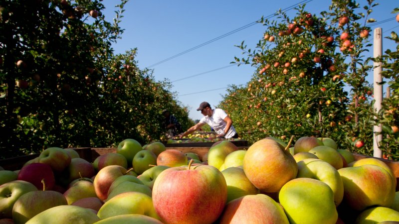 Польские фермеры яблоки