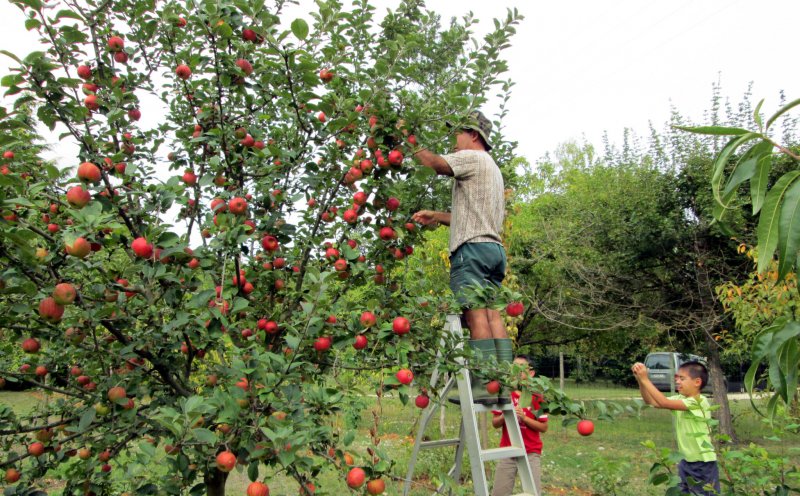 Огромные сады яблони