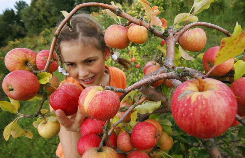 Яблоневый сад сбор урожая
