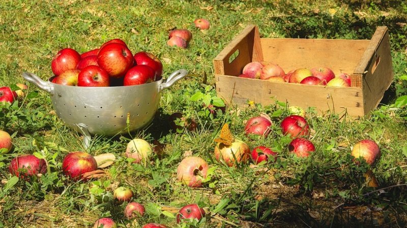 Яблочный урожай