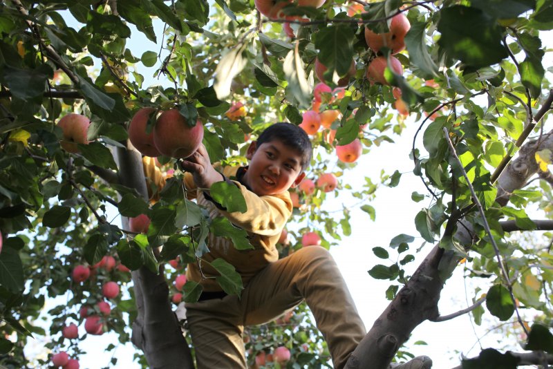 Яблочные сады Китая