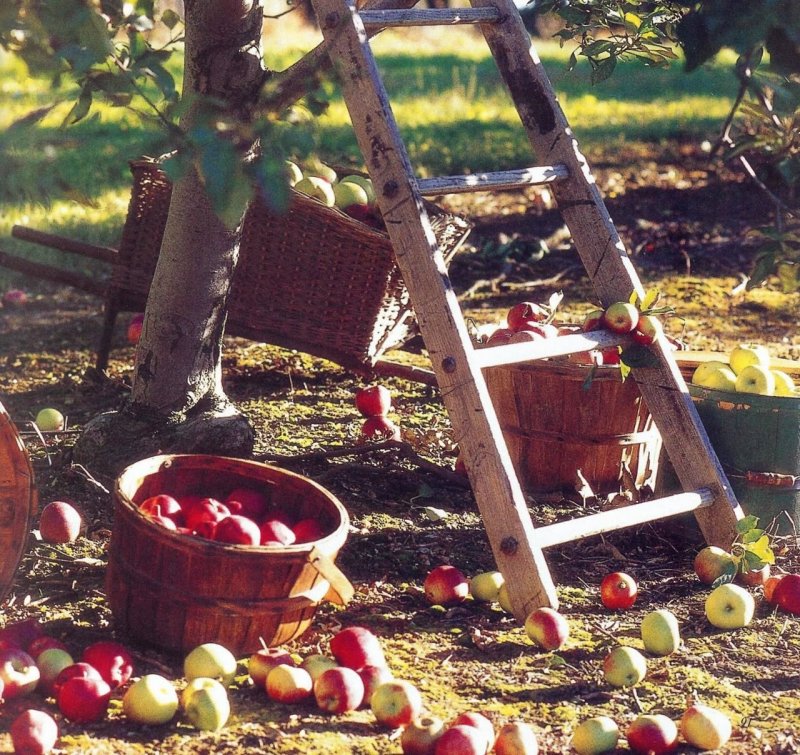 Осень сбор яблок