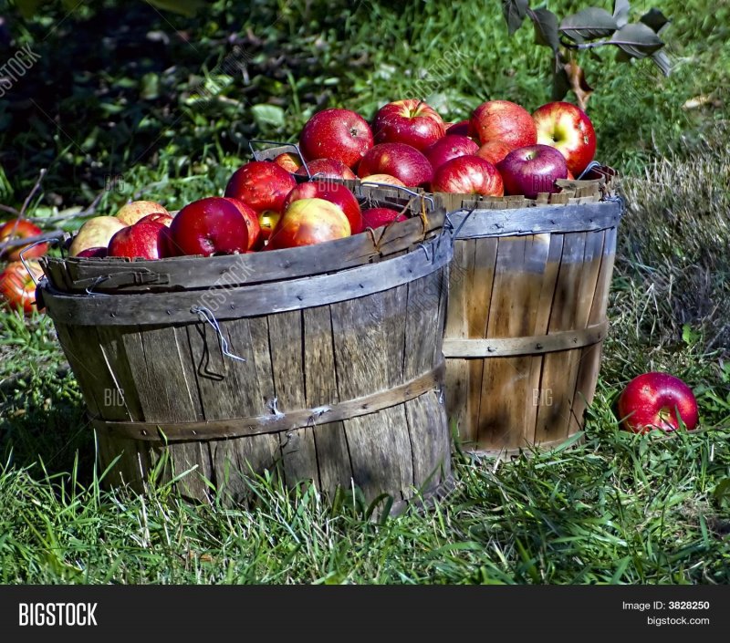 Яблочный сад сбор яблок