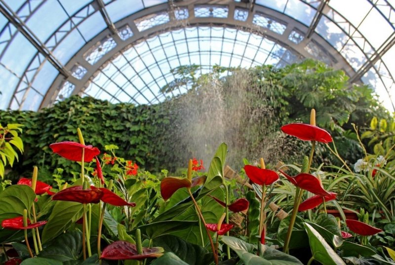 Таврический сад в Санкт-Петербурге оранжерея