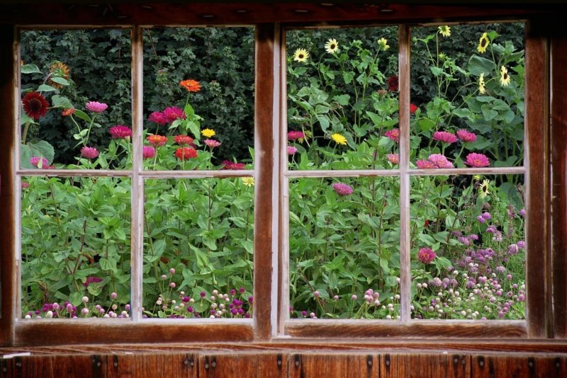 Вид из окна на сад