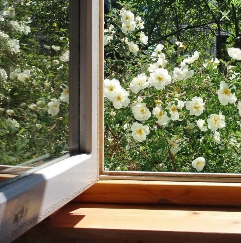 Окно в Цветущий сад