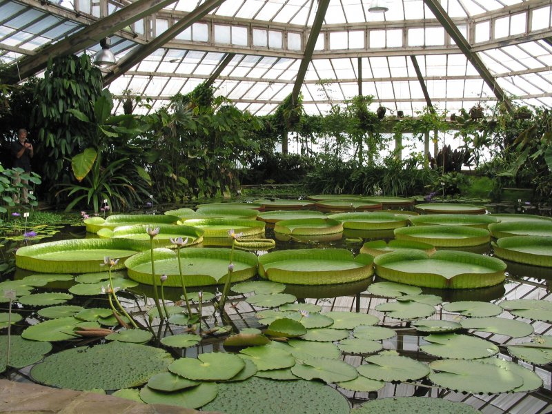 Ботанический сад Новосибирск