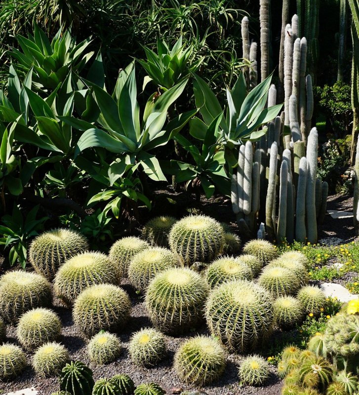 Никитинский Ботанический сад кактусы