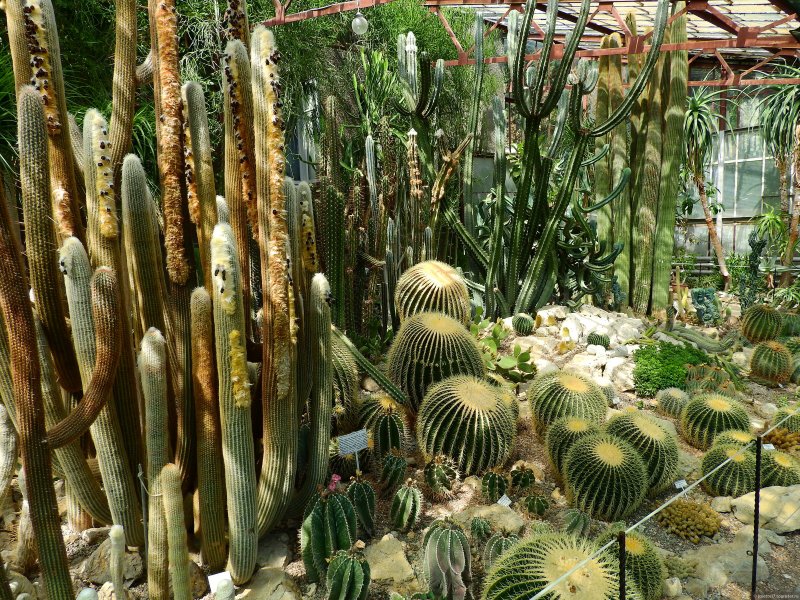 Никитский Ботанический сад кактусы