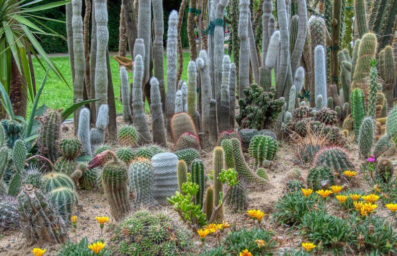 Кактусовый сад в Ботаническом саду Малага