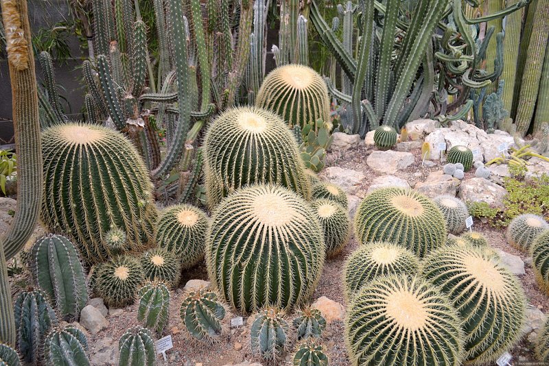 Никитский Ботанический сад кактусы