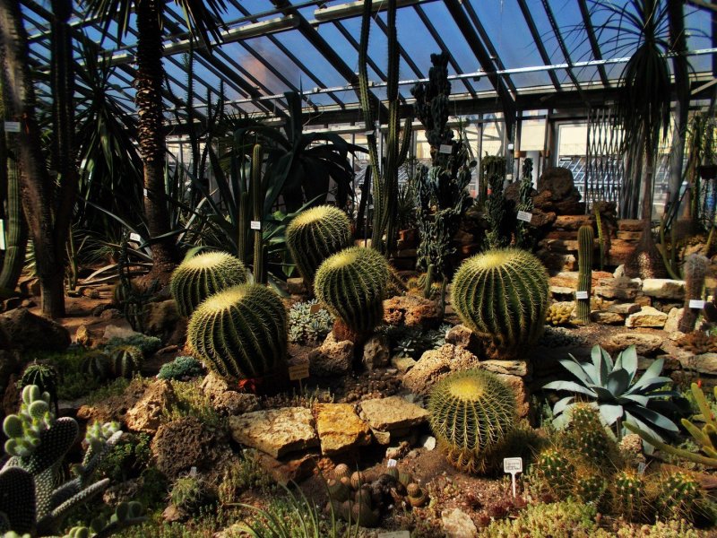 Оранжерея кактусов в Никитском Ботаническом саду