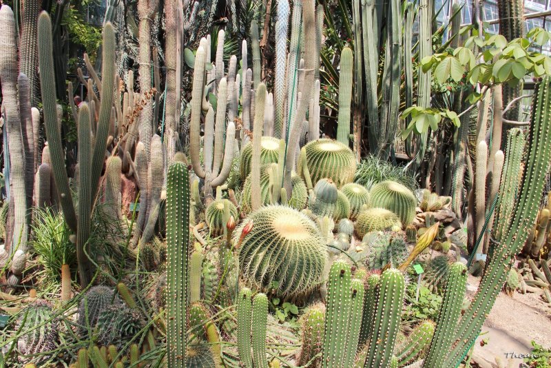 Ботанический сад Ялта кактусы