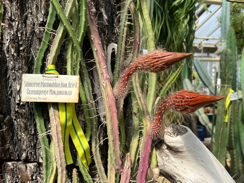 Кактусовая оранжерея Ботанический сад Петра Великого