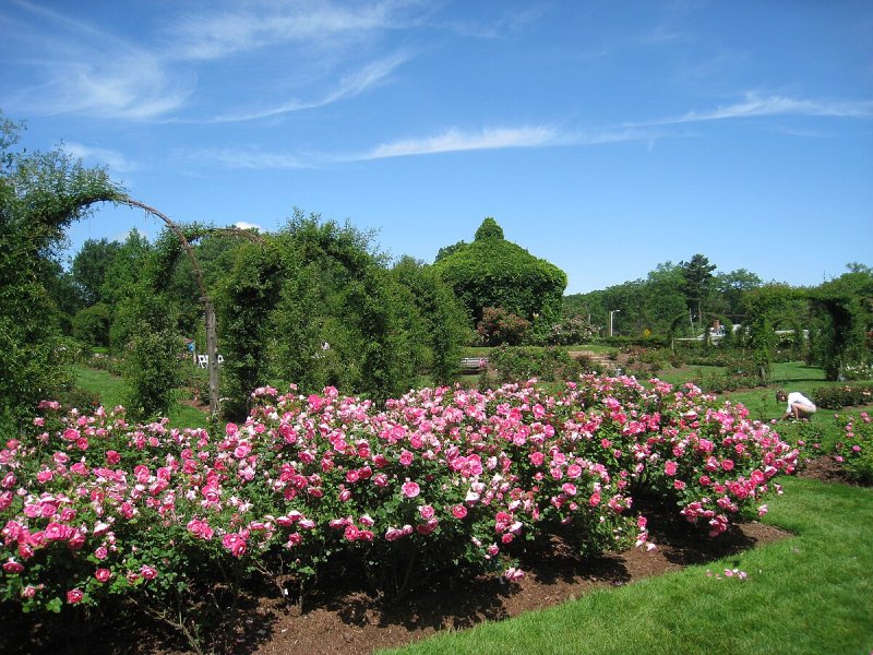 Роза Ричмонд парк