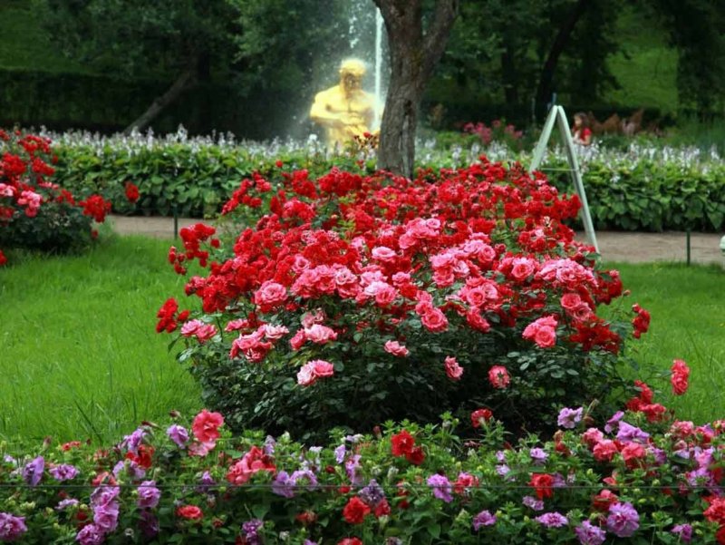 Розариум Парковая роза