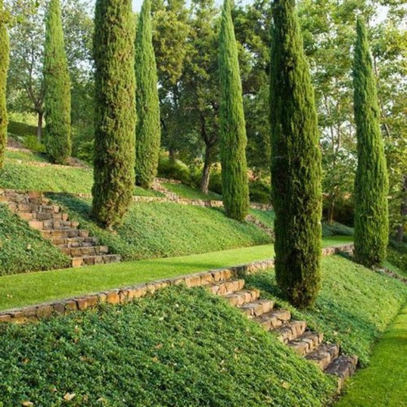 Сады Италии аллея кипарисы
