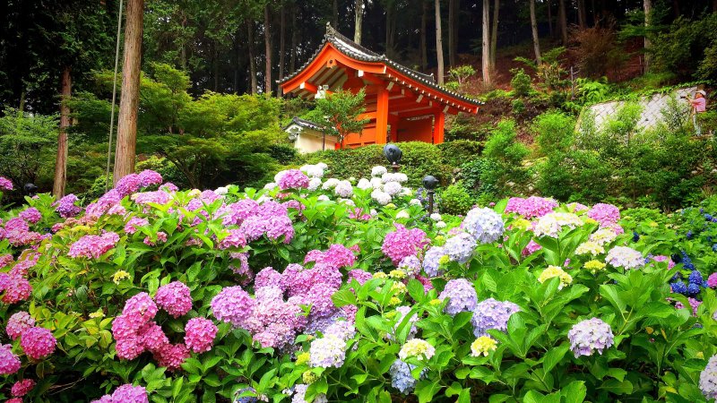 Ботанический сад Киото сад пионов