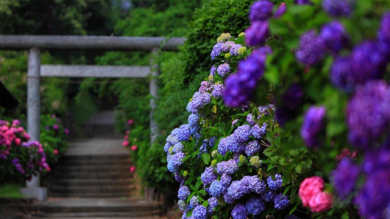 Сад гортензий в Японии